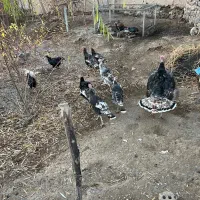 بوقلمون|حیوانات مزرعه|پلدشت, |دیوار