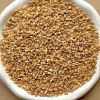 فروش  گندم دیم