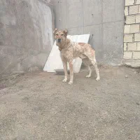 سگ سرابی