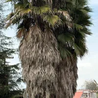 سه عدد درخت پالم بی نظیر|گل و گیاه طبیعی|محمودآباد, |دیوار