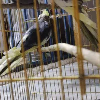 عروس هلندی معاوضه با قناری گرینچیک|پرنده|بندرعباس, |دیوار