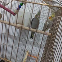 جوجه عروس هلندی ۳ ماهه دانه خور|پرنده|مشهد, کشف|دیوار