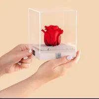 گل رز جاودان