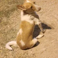 سگ پا کوتاه|سگ|رباط‌کریم, رباط‌کریم|دیوار