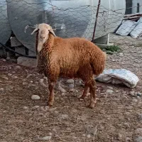 بره نر قوچی اصل دامازدخ مغانی فومن