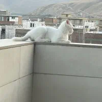 گربه اسکاتیش بریتیش با گوشهای خمیده و فسقلی|گربه|پیرانشهر, |دیوار