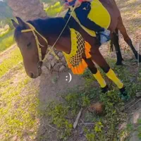 اسب|اسب و تجهیزات اسبسواری|جیرفت, |دیوار