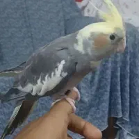 طوطی برزیلی عروس هلندی جوجه و مولد تک و جفت موجوده|پرنده|علیآباد کتول, |دیوار