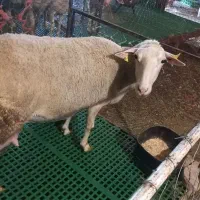 گوسفند لاکن