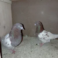کبوتر کله قرمز