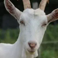 ۵ بز ماده سانن و یک نر سانن