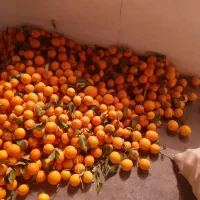 خرید عمده وخرده اجاره باغ