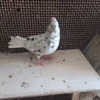 کبوتر ابلغ|پرنده|گتوند, |دیوار