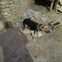 سگ ژرمن|سگ|آبادان, |دیوار