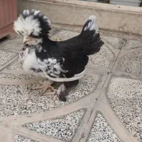 مرغ و خروس سلطان