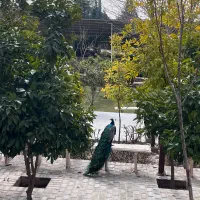 حراست، نیروی فضای سبز