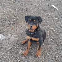 سگ روتوایلر