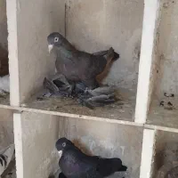 سیاه و فیلی پاپر