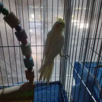 عروس هلندی نر وماده|پرنده|بهار, |دیوار