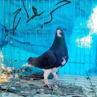 خوشرنگ سیاه یقه بسته