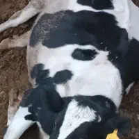 فروش ۴راس گاو شکم اول و آبستن|حیوانات مزرعه|بربرود, |دیوار