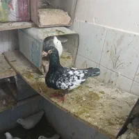 کفترتکی وجفتی|پرنده|سبزوار, فرهنگیان|دیوار