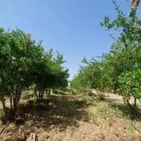 باغ ویلا ۱۲۰۰ متری شاهینشهر جهادآباد فروش و معاوضه|فروش خانه و ویلا|شاهین‌شهر, شهرک امید|دیوار