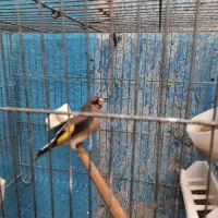 سهره جوجه قفس رام