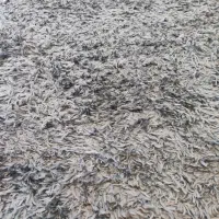 فروش فرش ماشینی و قالیچه|فرش|تهران, شهر زیبا|دیوار