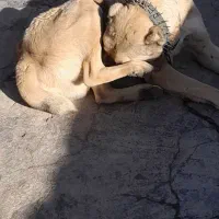 واگذاری سگ گله