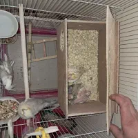 عروس هلندی مولد معاوضه|پرنده|خمینی‌شهر, |دیوار