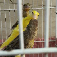 قناری نر مست|پرنده|بهبهان, |دیوار