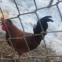 خروس|حیوانات مزرعه|اراک, |دیوار