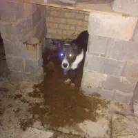 سگ گله ای نگهبان اصفهانی