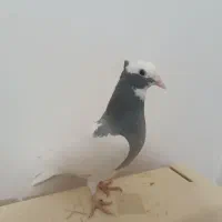 زیر خاکی   طوق سبز و سیاه بینظیر