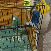 دو عدد مرغ عشق