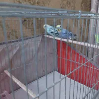 مرغ عشق های سالم مولد با رنگ های خاص