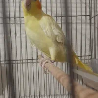 طوطی عروس هلندی ماده لوتینو