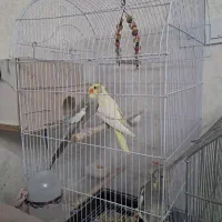 عروس هلندی جفت رام دستی سخن گو