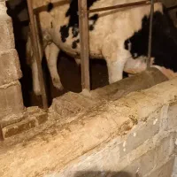 گوساله نر کشتاری