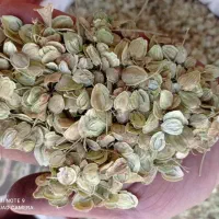 گلپر سبز درجه یک کوهرنگ فقط برگ خالص|عمدهفروشی|کوهرنگ, |دیوار