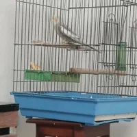 قفس طوطی محکم و سالم
