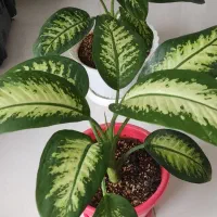 دیفن باخیا فارسان