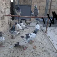 کفتر پاکستانی اصل|پرنده|قم, لسانی|دیوار
