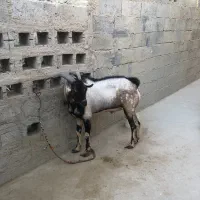 فروش نری دو رگه پازن|حیوانات مزرعه|بندرعباس, |دیوار