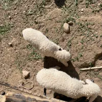 حیوانات|حیوانات مزرعه|توکهور, |دیوار