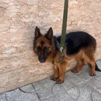 سگ ژرمن نژاد اصیل به شرط