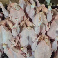 بیخس کار مرغ ماهر حقوق هفته ای 9میلیون