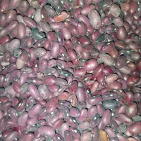 فروش لوبیا قرمز