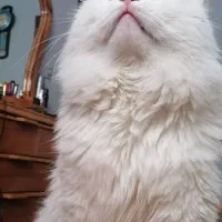 واگذاری گربه|گربه|کرمان, |دیوار